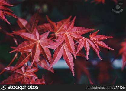 red tree leaves in the nature in spring