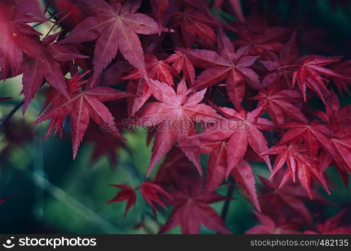 red tree leaves in the nature in springtime