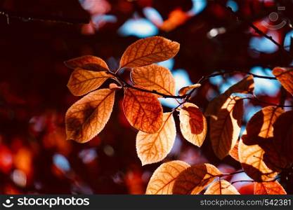 red tree leaves in the nature in summer