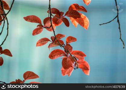 red tree leaves textue in springtime