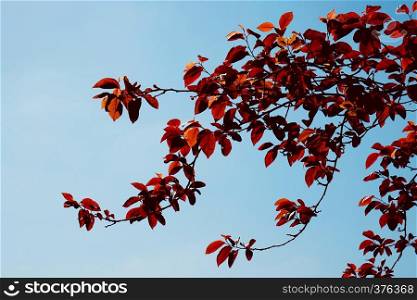 red tree leaves texture