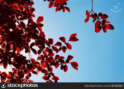red tree leaves texture in springtime
