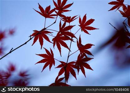 red tree leaves textured in autumn, autumn colors in the nature