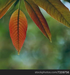 red tree leaves textured in autumn in the nature, leaves in the fall