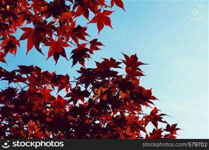 red tree leaves textured in summer in the nature