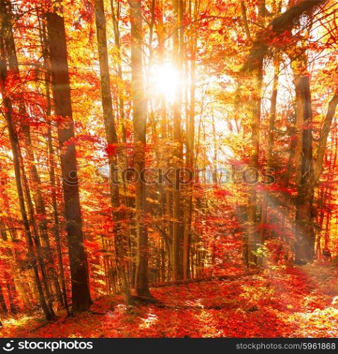 Red trees in the autumn forest. Sunset time with rays fron sun