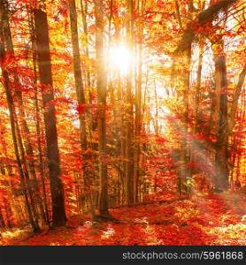 Red trees in the autumn forest. Sunset time with rays fron sun