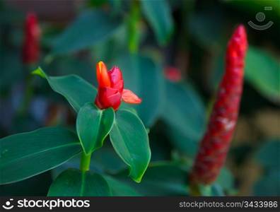 Red tropical flower. Phuket, Thailand.