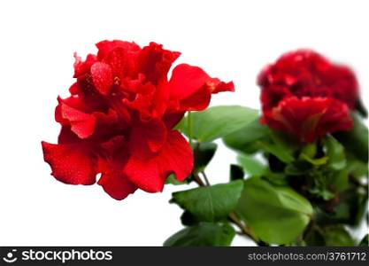 Red tropical flower, tropical flower, isolated on white background