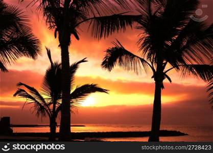 red tropical sunset and palm