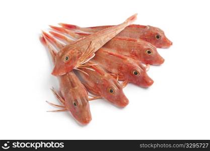 Red Tub gurnard fishes on white background