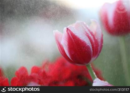 red Tulip