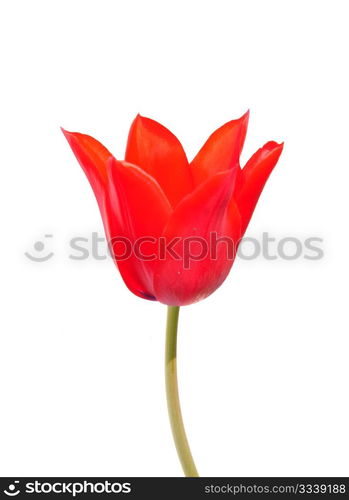 Red tulip