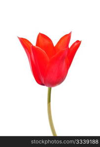 Red tulip