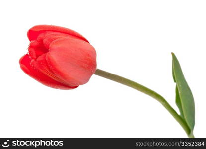 Red tulip