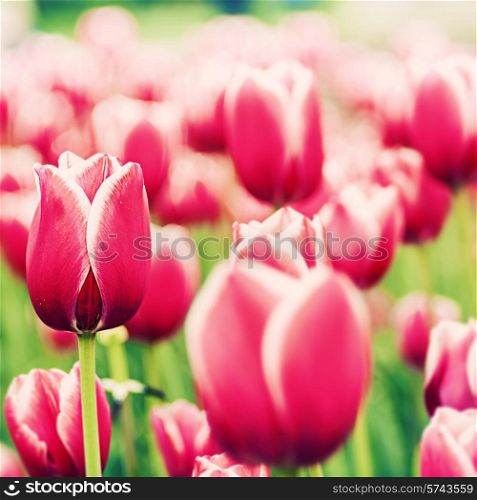 Red tulip, abstract natural backgrounds