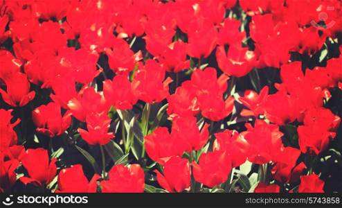 Red tulip, abstract natural backgrounds