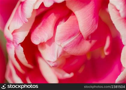 Red tulip and creamy edge. Double tulip Wirosa. Red and white bicolour tulip Wirosa