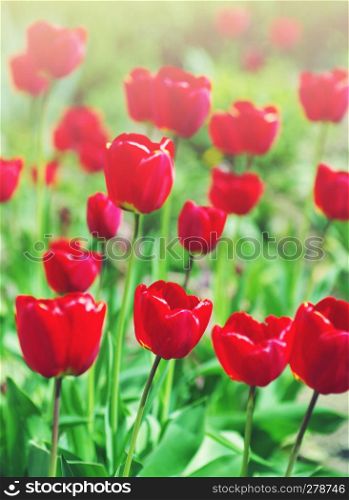red tulip background
