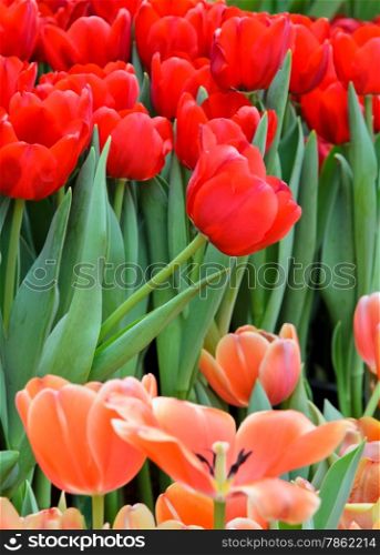 Red tulip blossom in field