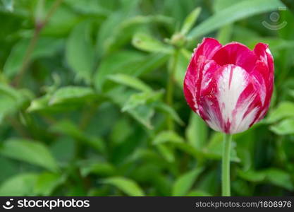 Red tulip bud on background of green leaves in garden