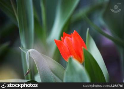 red tulip close up macro
