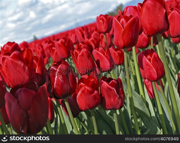 Red tulip field