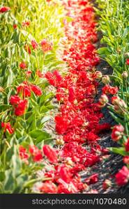 Red tulip field rows with fallen petals. Harvest time in the Netherlands