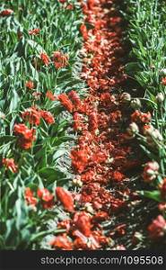Red tulip field rows with fallen petals. Harvest time in the Netherlands
