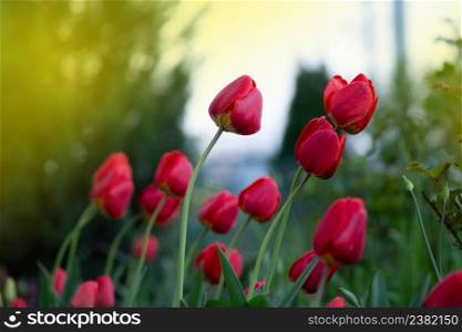Red tulip flower background. Red tulip in garden. Field of beautiful red tulips. Red tulips on garden background
