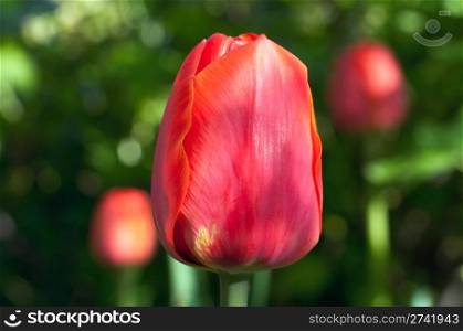 Red tulip flower (macro)