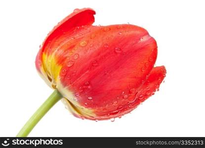 Red tulip flower with water droplets