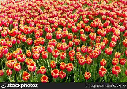 red tulip flowers in the park
