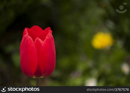 Red tulip head cup