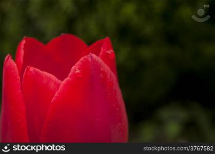 Red tulip head cup with water drop closeup
