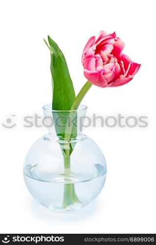 Red tulip in a glass vase isolated on white background.