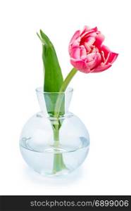 Red tulip in a glass vase isolated on white background.