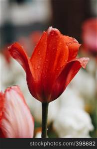 red tulip in springtime in the garden