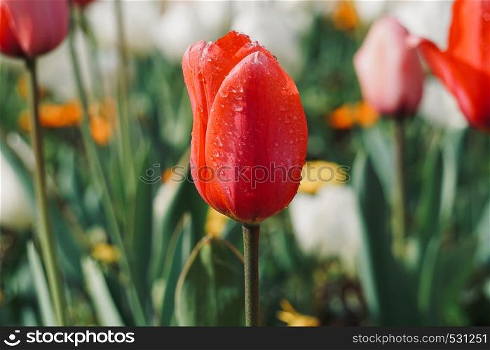 red tulip in the garden in springtime in the nature