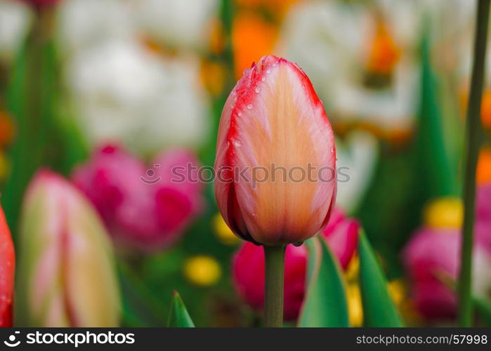 red tulip in the garden in springtime, tulips in the nature