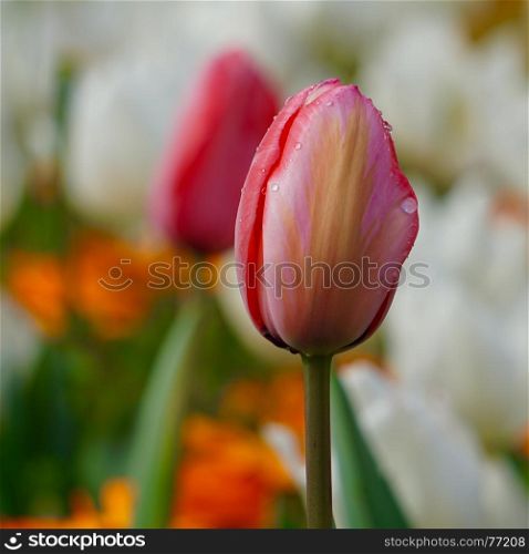 red tulip in the garden in springtime, tulips in the nature