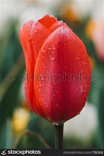 red tulip in the garden in springtime, tulips in the nature