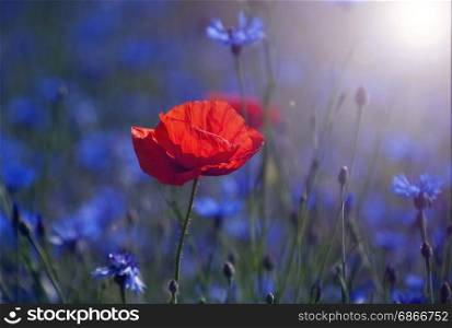 Red tulip in the middle of a field with blue cornflowers in the rays of the rising sun