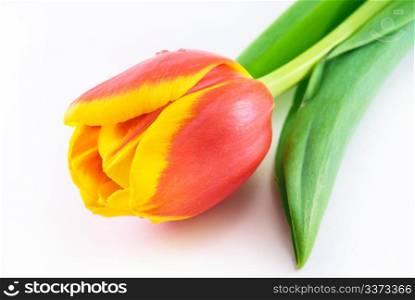 Red tulip isolated on white