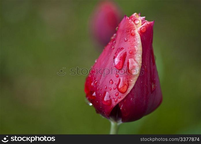 Red Tulip on a Tuscan Garden, Italy