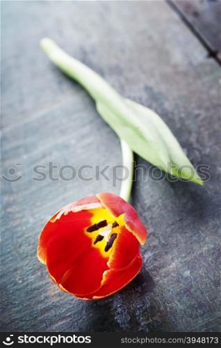 Red tulip on a wooden background with space for text