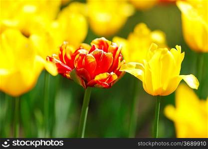 Red tulip on background of yellow tulips