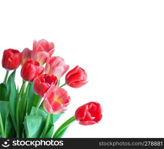Red tulip on white background.