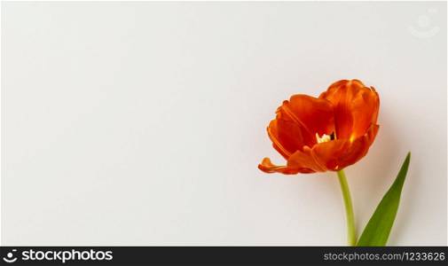Red tulip on white background, copy space, flat lay