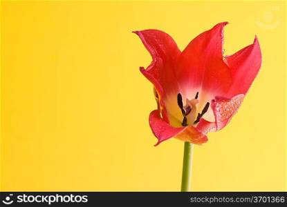 red tulip on yellow background